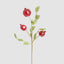 Pomegranate Stem Red