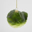 Sugared Cabbage Decoration
