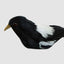 Chatterer Little Magpie