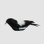 Chatterer Little Magpie
