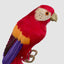 King Parrot Red