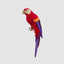 King Parrot Red