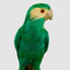 King Parrot Green