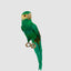 King Parrot Green