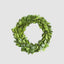 Preserved Boxwood Mini Wreath (Set of 4)