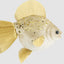 Golden Fish Decoration