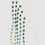 Neptune Trailing Amaranthus Spray