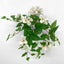UV Trailing Bougainvillea Bush White (Set of 6)