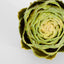 Cut Artichoke Green