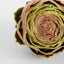 Cut Artichoke Purple
