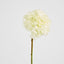 Round Head Hydrangea White