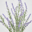 Lavender Spray Purple