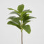 Magnolia Green Leaf Stem