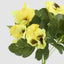 Yellow Pansy Bush 32cm