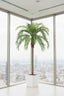 Coconut Palm 4.5m