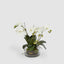 Phalaenopsis Orchid In Glass Pot Large White
