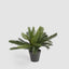 Mini Cycas Fern in Black Pot