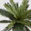 Mini Cycas Fern in Black Pot