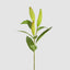 Lily Bud Stem