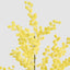 Mimosa Spray 78cm (Set of 6)