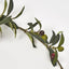 Olive Leaf Garland with Olives