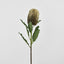 Banksia Stem Brown
