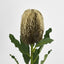 Banksia Stem Brown