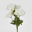 Rose Bush Asstd B Box of 60