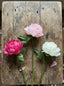 Peony Short Stem Dark Pink