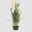 Cymbidium Giant Paper Pot 1.1m White