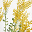 Mimosa Bush 46cm in Black Pot