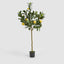 UV Lemon Tree 150cm