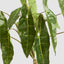 Potted Philodendron Spiritus Sancti Plant 104cm