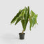 Potted Philodendron Spiritus Sancti Plant 104cm