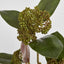 Magnolia Berry Spray 80cm Burgundy (Set of 6)