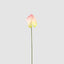 Anthurium Lily Real Touch Pink (Set of 24)