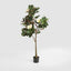 Potted Magnolia Tree 160cm