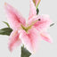 Casablanca 76cm Floral Stem Pink (Set of 12)