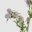 Thistle Spray 73cm Purple (Set of 12)