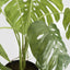 Variegated Monstera Bush 79cm in Black Pot
