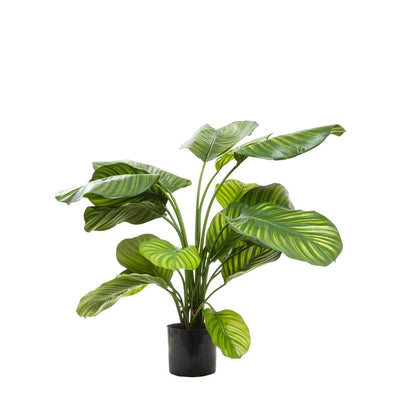 Calathea Fasciata 65cm Green - House of Isabella AU