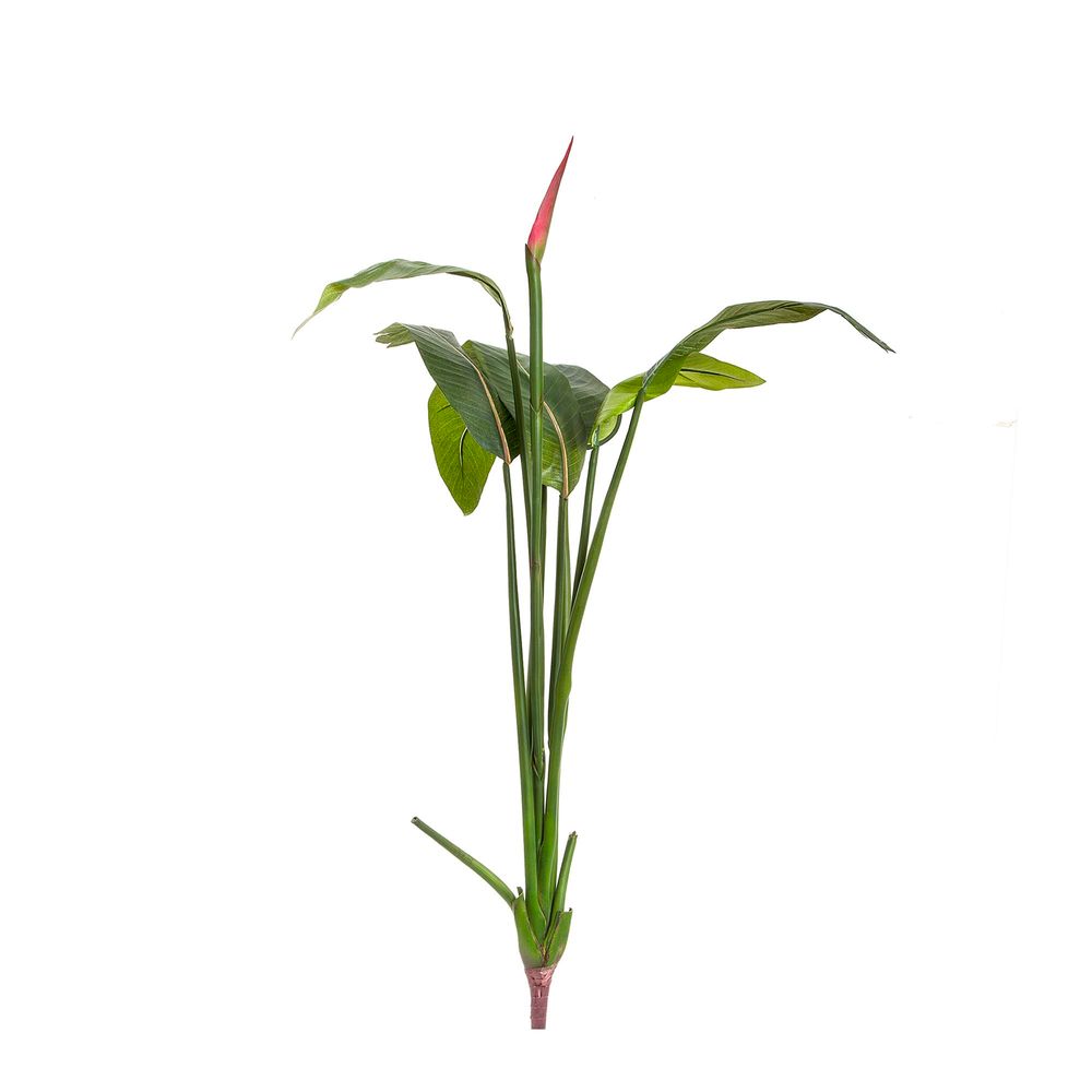 Bird Of Paradise 137cm W/7 Lvs 1 Bud - House of Isabella AU