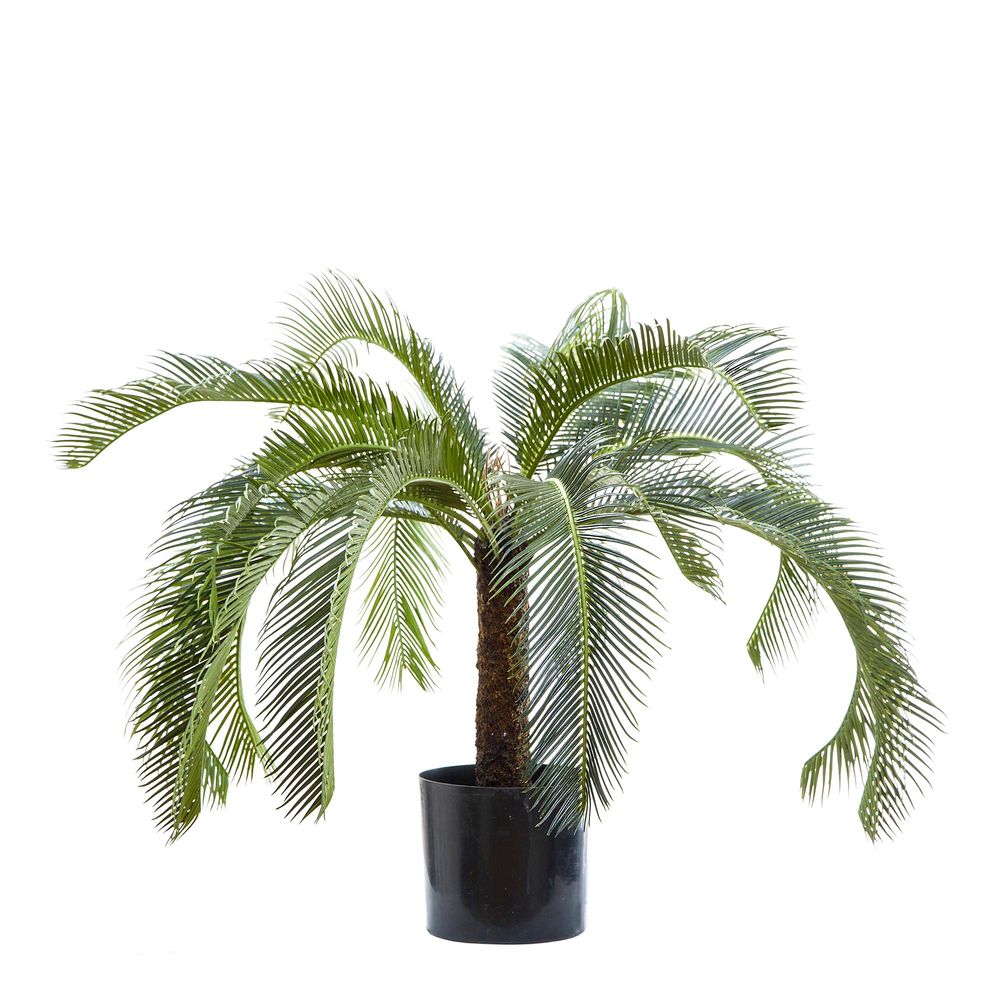 Cycus Palm 80cm 21 Lves - House of Isabella AU