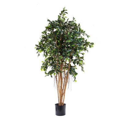 Artificial Ficus Retusa 1.8m - House of Isabella AU