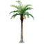 Artificial 5.5m Coconut Palm x19 w 1425 Lvs - House of Isabella AU