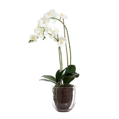 orchid in glass vase w/lvs white - House of Isabella AU