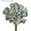 Wavy Succulent 20cm Grey