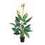 Bird of Paradise Tree 26 Lvs 3 Fl 1.5m - House of Isabella AU