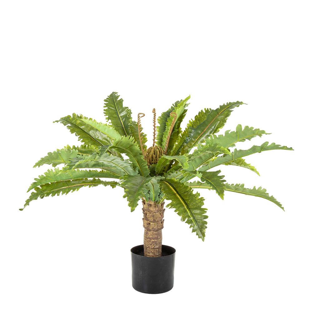 Pack of 2 x Fern Palm in Black Pot 62cm