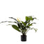 Spathiphyllum Lily 53cm White - House of Isabella AU